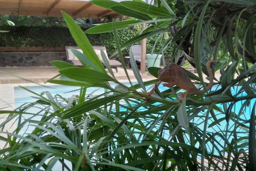Villa Baies Roses Saint-Leu Buitenkant foto